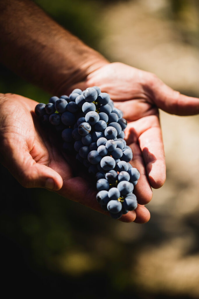 A freshly picked bunch of dark grapes resting in two hands
