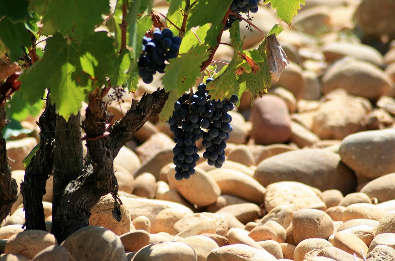 Dark grapes on a vine above sunlit rounded stones